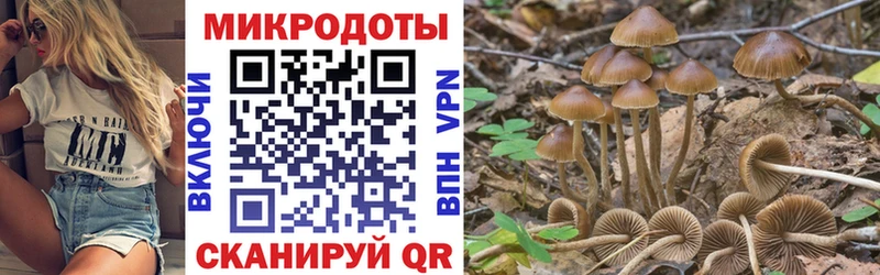 наркота  Люберцы  Галлюциногенные грибы Psilocybe 